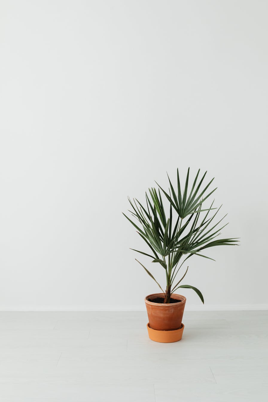 Green Potted Plant in a White Background